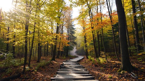 Investissez intelligemment : les avantages d'une forêt